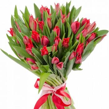 Красные тюльпаны 25 шт код товара  136590